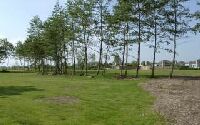 kleiner Wald im Bungalowpark De Horn